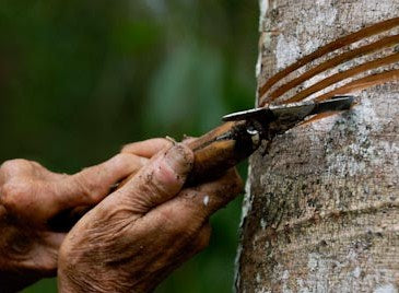 The "magic" benefits of Dragon's Blood - Sangre de Drago