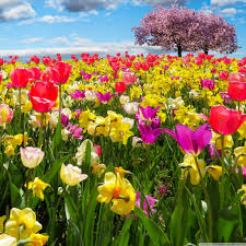 Vibrational Essences