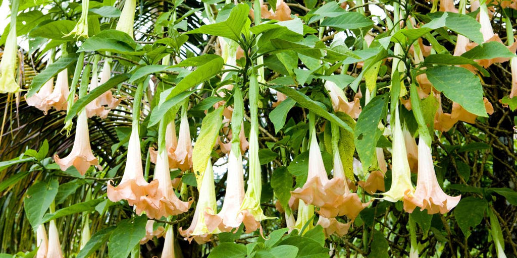 Rudetihi - Balancing Perfume - NaturaCurandera.com