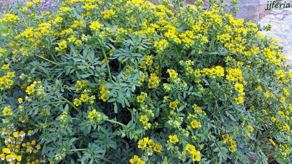 Rudetihi - Balancing Perfume - NaturaCurandera.com