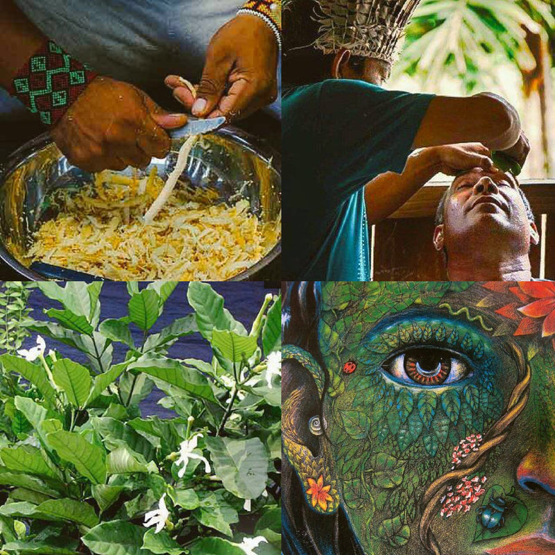 Sananga Milkwood - ancestral eye drops - NaturaCurandera.com